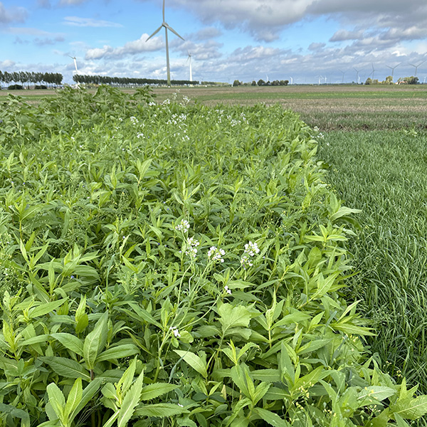 DSV_TerraLife_SolaRigol_2023_2