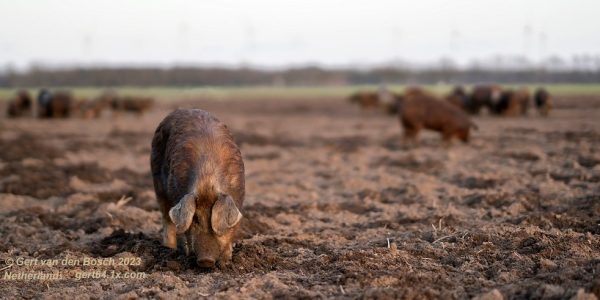 336290895_228672206238273_5434822532267760912_n