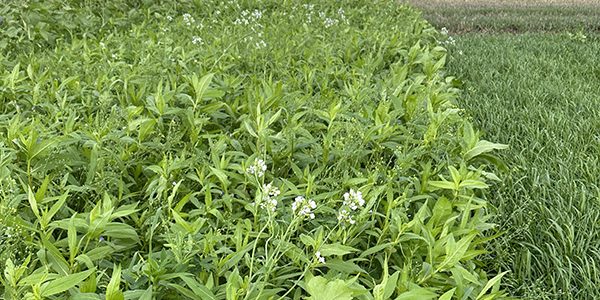 DSV_TerraLife_SolaRigol_2023_2