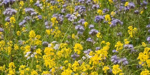 Pure Graze SoilBuilder 2